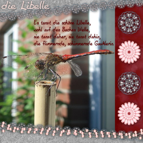 die-libelle12.jpg